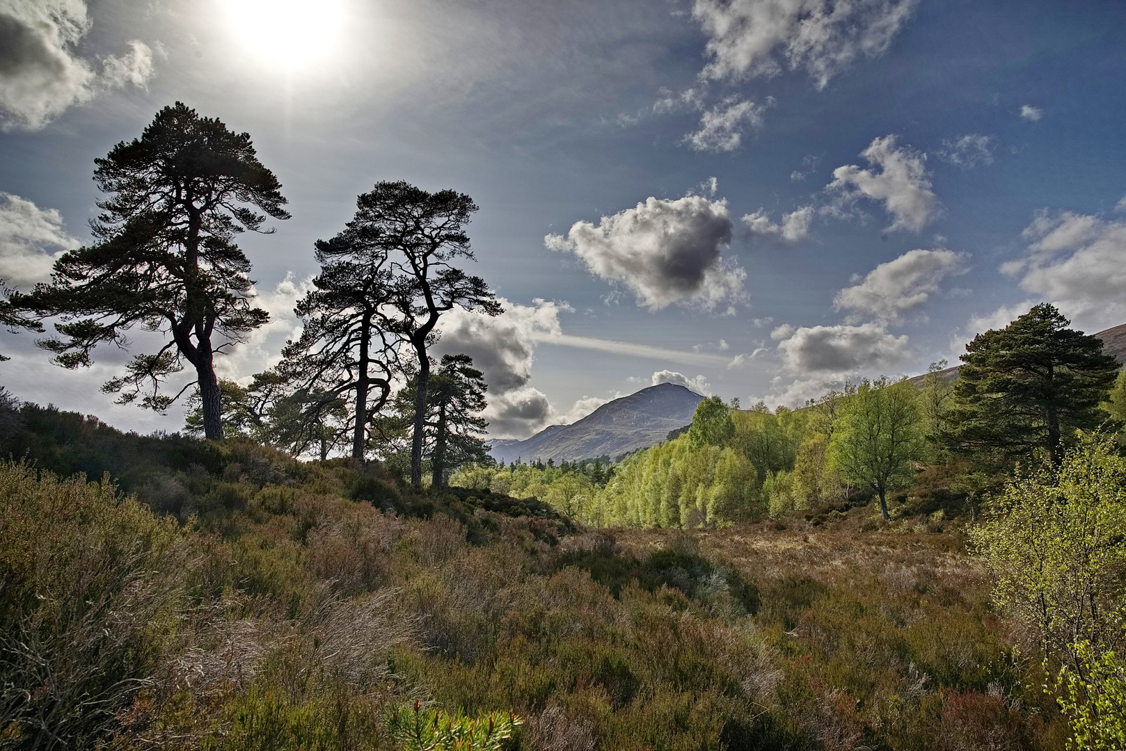 Glen Affric