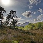 Glen Affric