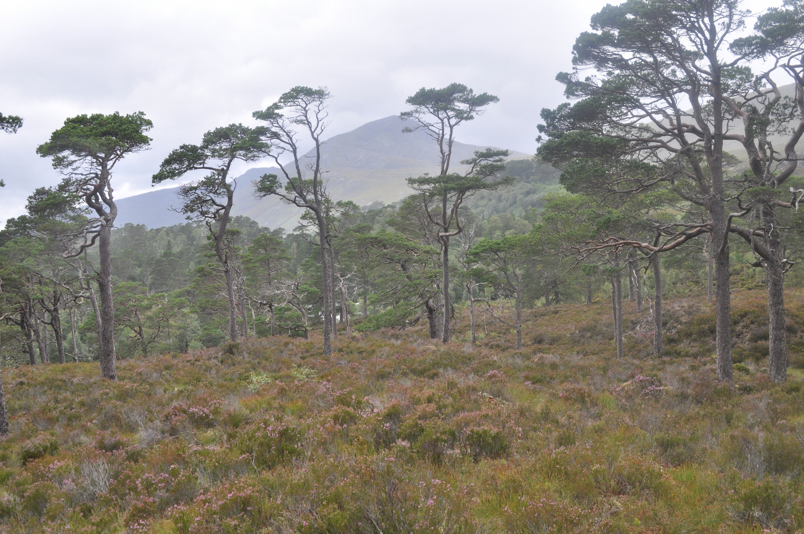 Glen Afric