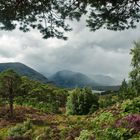 Glen Afric