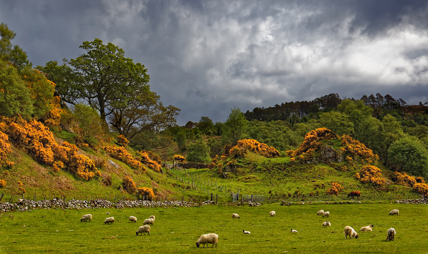 Glen Genista