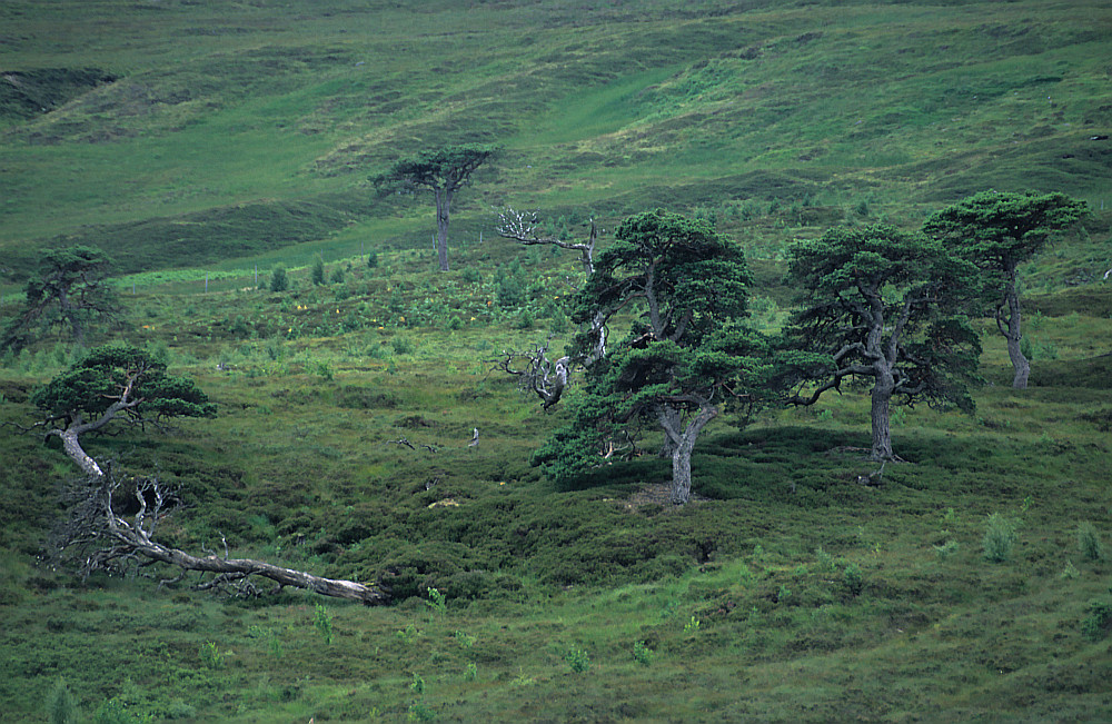 Glen Lyon