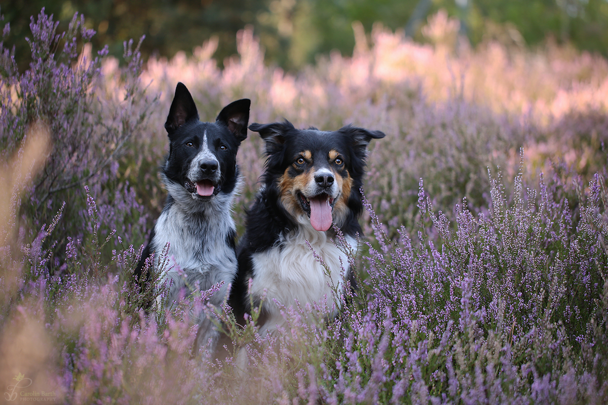 Glen und Jack in der Heide