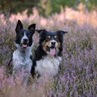 Glen und Jack in der Heide