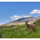 Glencoe (2)