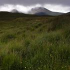 +++ Glencoe - Sunburst +++