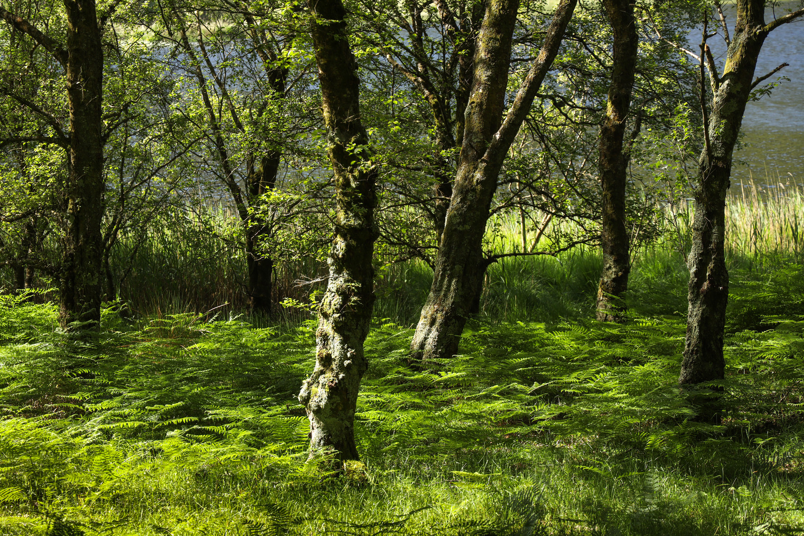 Glendalough 8