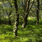 Glendalough 8