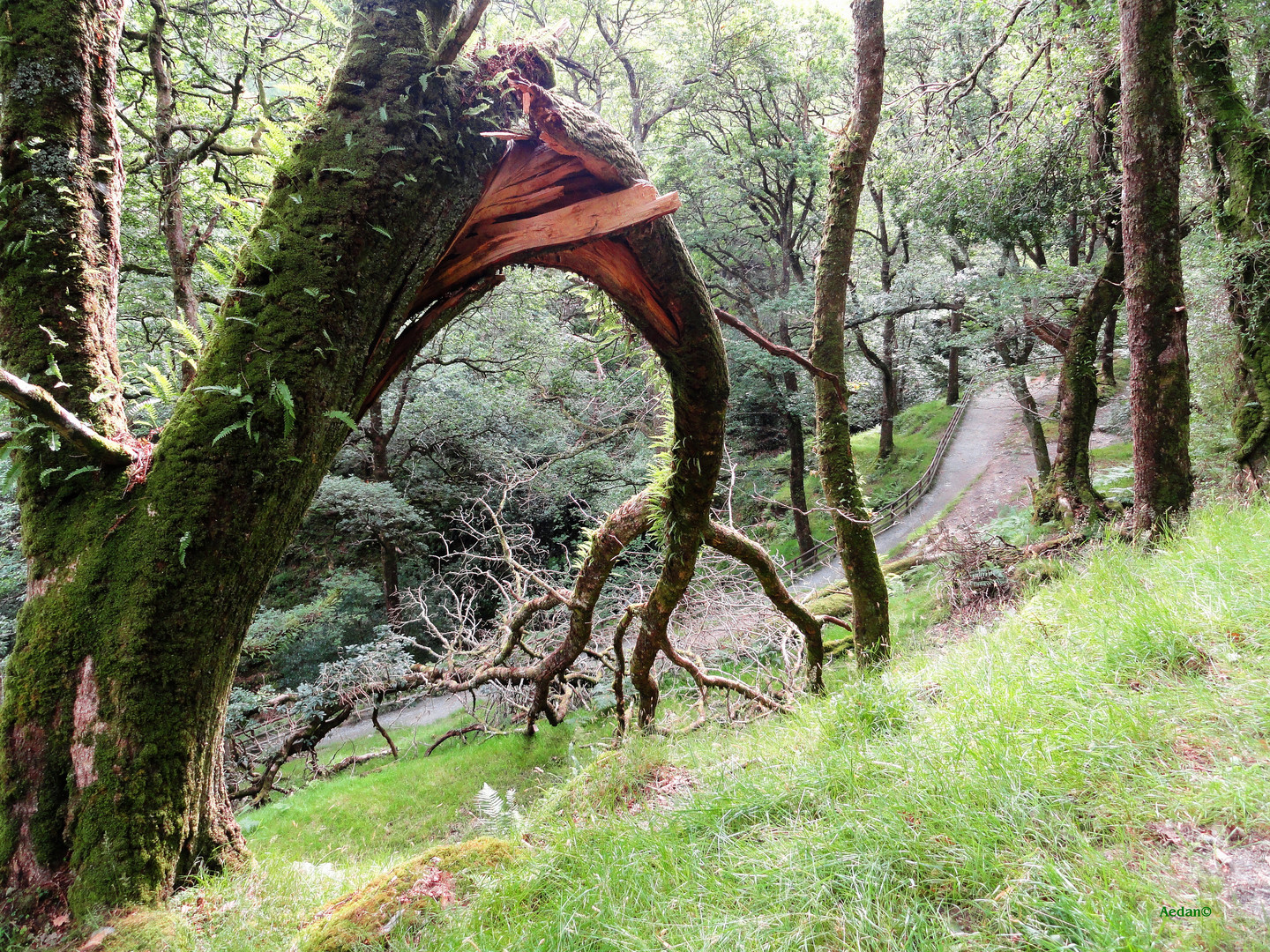 Glendalough Co. Wicklow