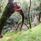 Glendalough Co. Wicklow