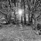 Glendalough Forest