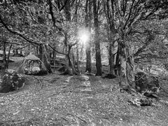 Glendalough Forest