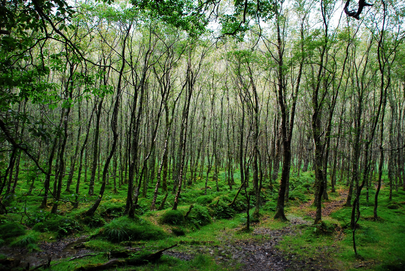 Glendalough magic wood