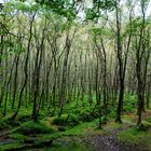 Glendalough magic wood