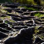 Glendalough Roots