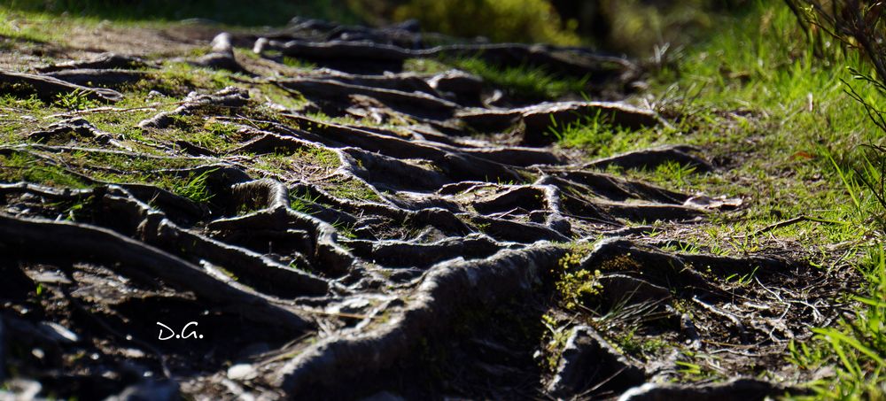 Glendalough Roots