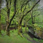 Glendalough - Wilde Landschaft