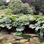 [Glendurgan]