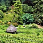 Glendurgan Garden - Grüntöne