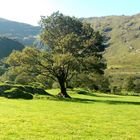 Gleninchaquin Park, Co. Kerry, Irland