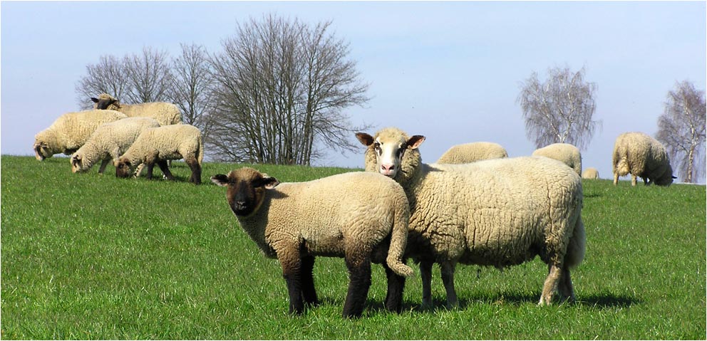 Glenkill - oder - Was Du Wollen??