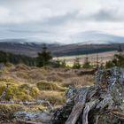 Glenmulliach Forest