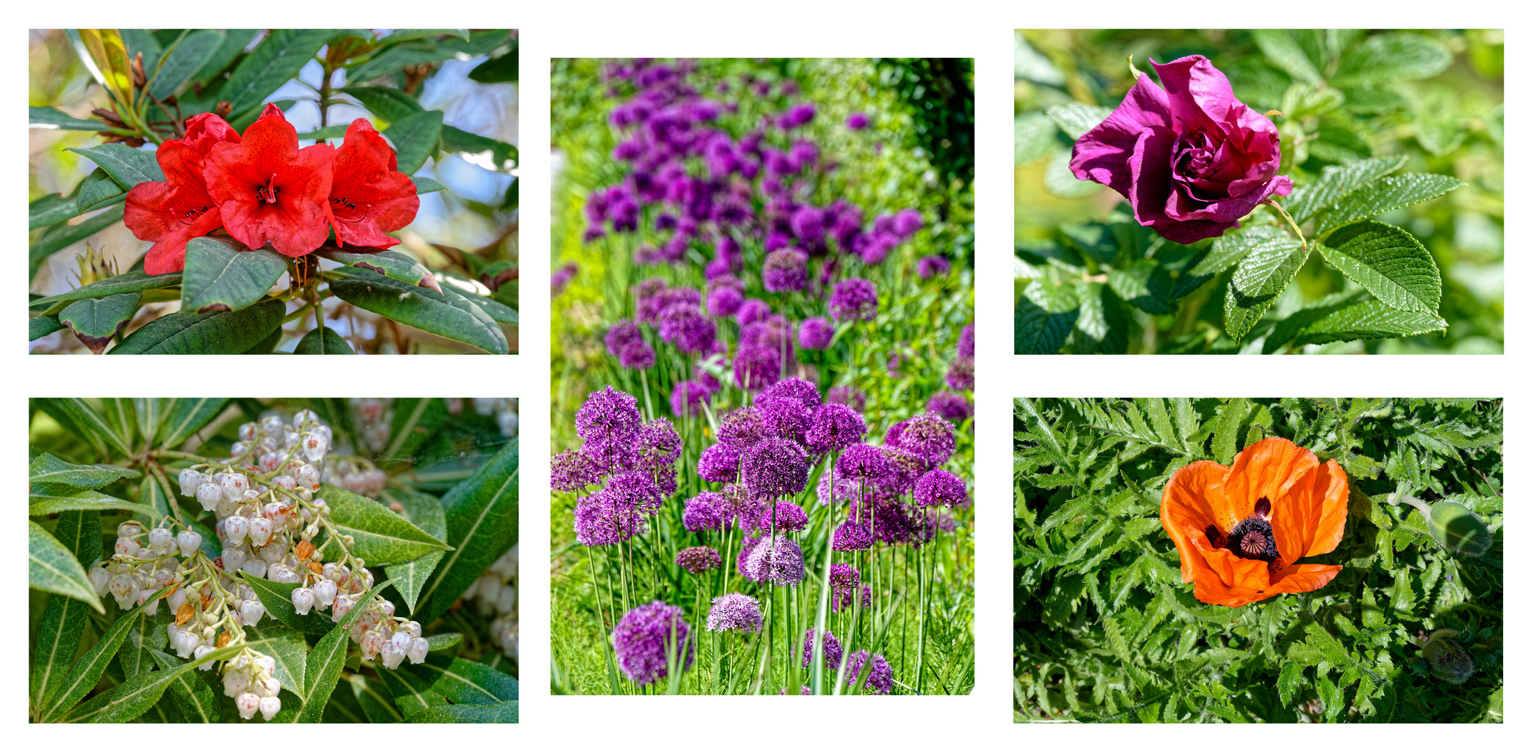 Glenveagh Castle Garden (3)