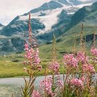 Gletscher