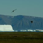 Gletscher, Eisberge & Küstenseeschwalben