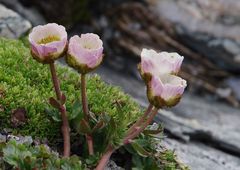 Gletscher-Hahnenfuss . . .