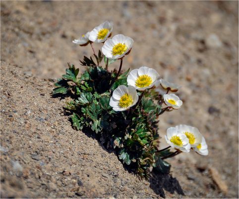 Gletscher Hahnenfuss