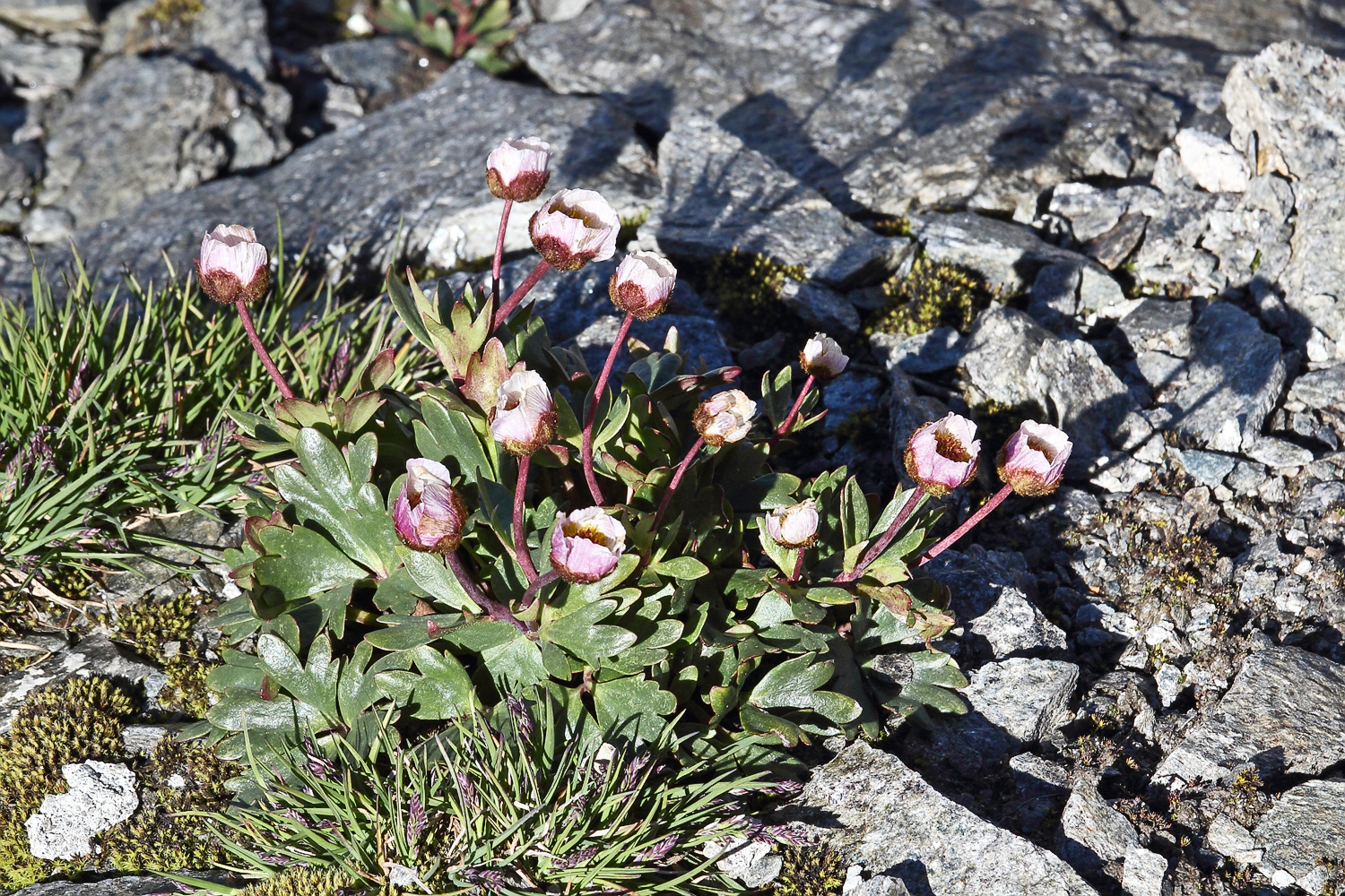 Gletscher-Hahnenfuß (Ranunculus glacialis)