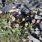 Gletscher-Hahnenfuß (Ranunculus glacialis)