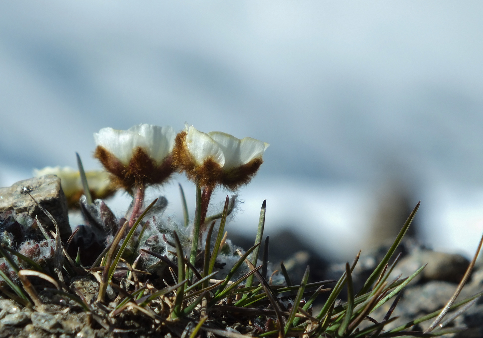 Gletscher-Hahnenfuß (Ranunculus glaziales)