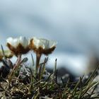 Gletscher-Hahnenfuß (Ranunculus glaziales)