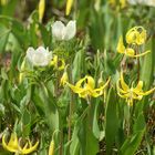 Gletscher Lily und Gletscherhahnenfuß