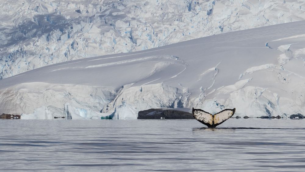 Gletscher mit Wal