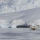 Gletscher mit Wal