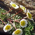 Gletscherhahnenfuß -  Ranunculus glacialis im unteren Bereich des Allalingletschers ...