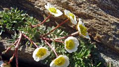 Gletscherhahnenfuß -  Ranunculus glacialis im unteren Bereich des Allalingletschers ...