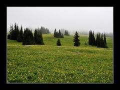 Gletscherlilien im Nebel