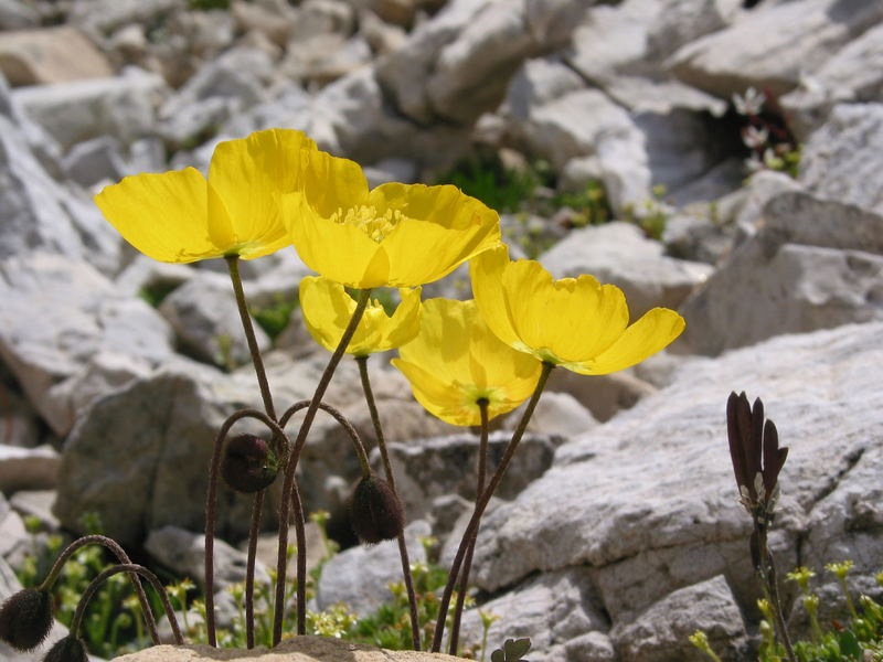 Gletschermohn