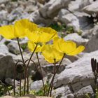 Gletschermohn