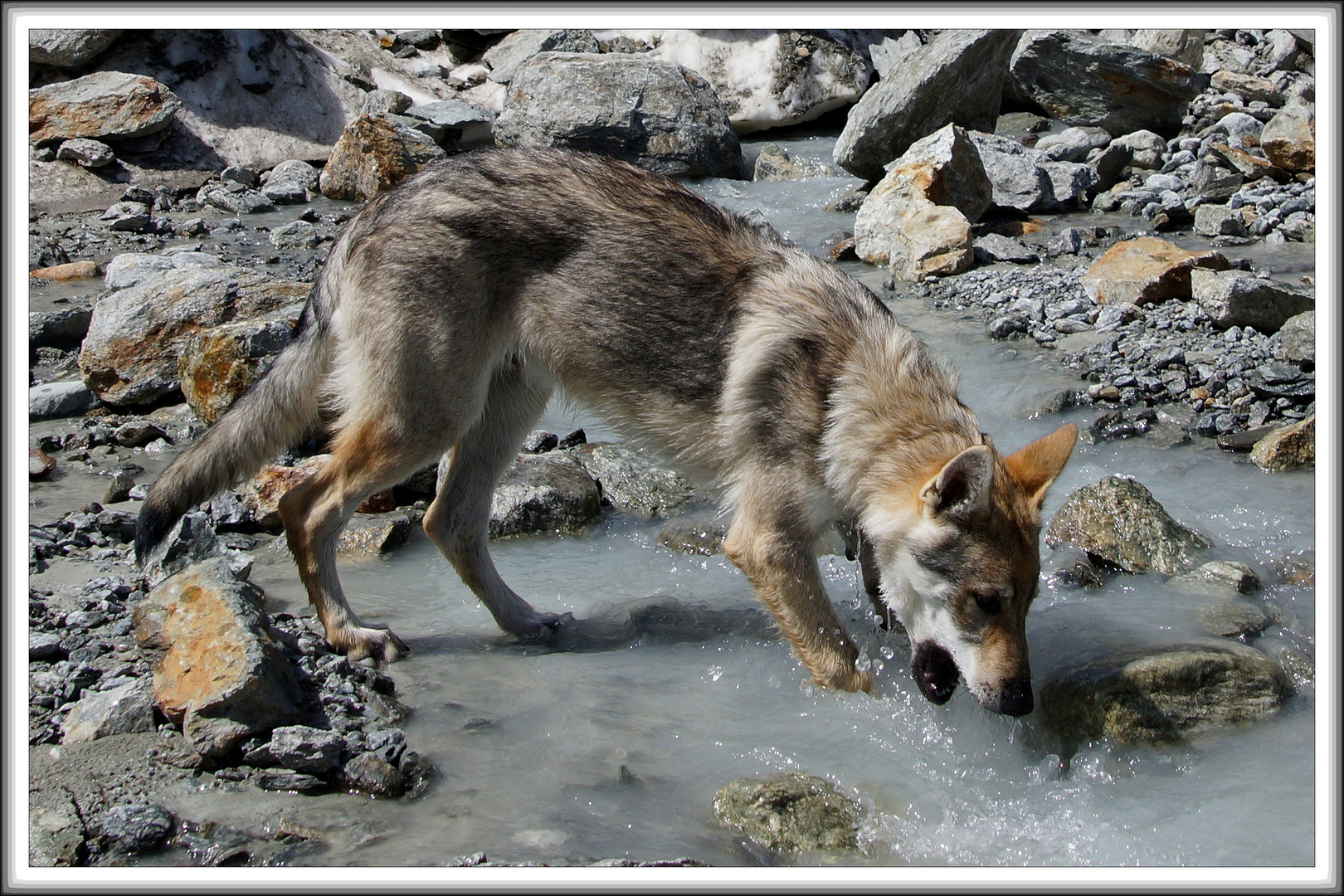 Gletscherwasser trinken .