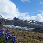 Gletscherzunge Svinafellsjokull