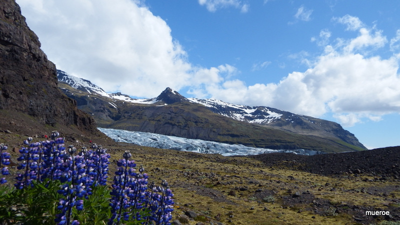 Gletscherzunge Svinafellsjokull