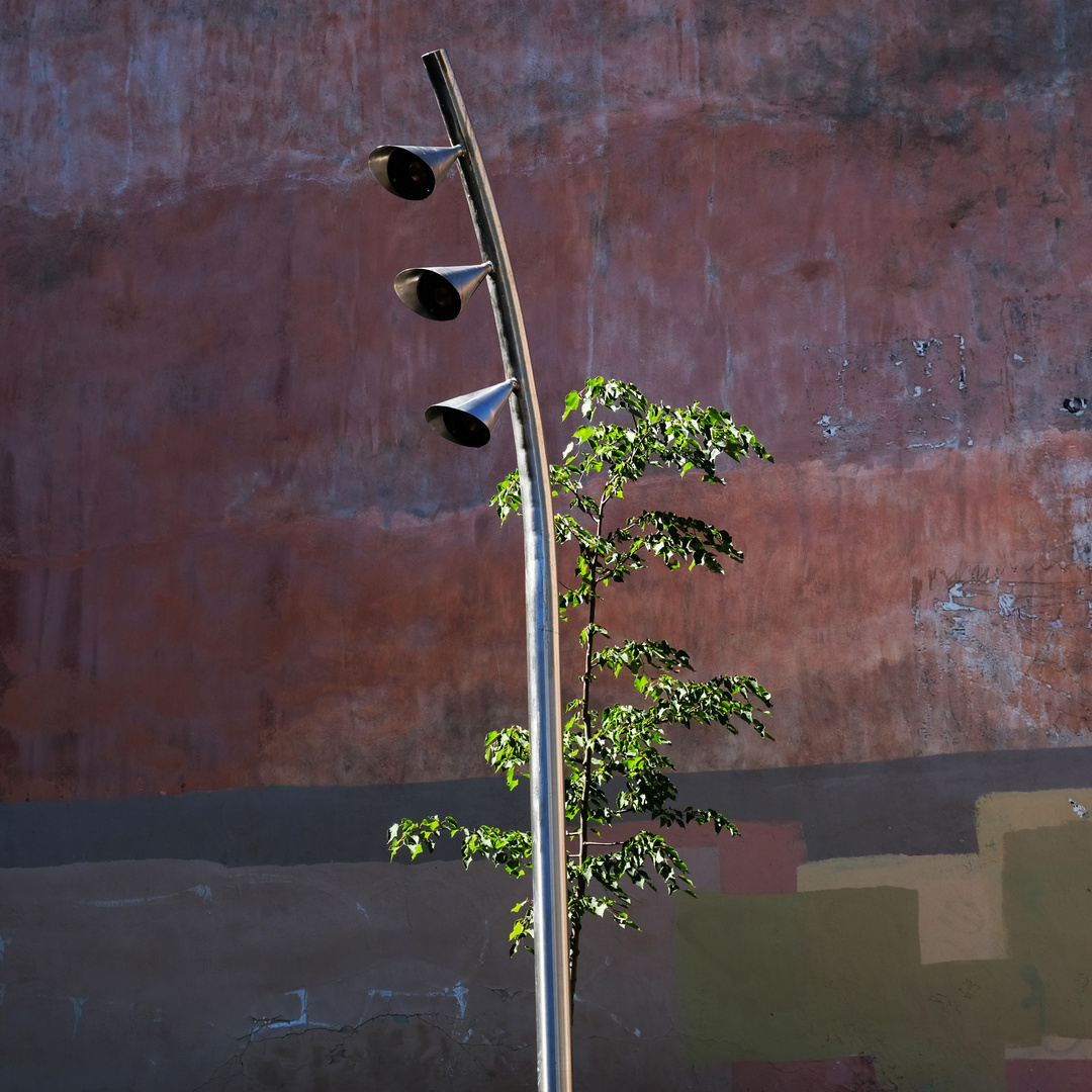 Gli alberi