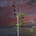 Gli alberi