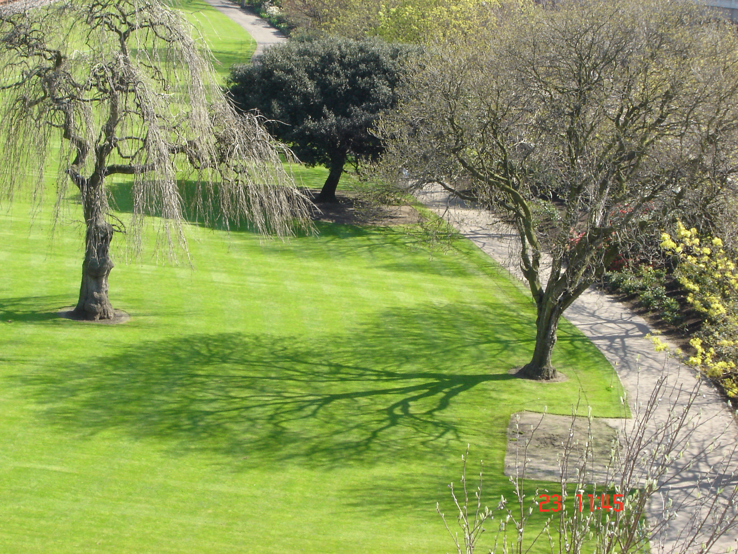 Gli alberi comunicanti