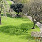 Gli alberi comunicanti